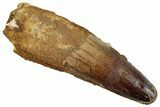 Fossil Spinosaurus Tooth - Massive Dinosaur Tooth #262987-1